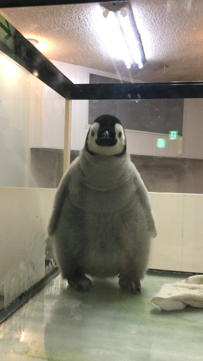 皇帝ペンギン