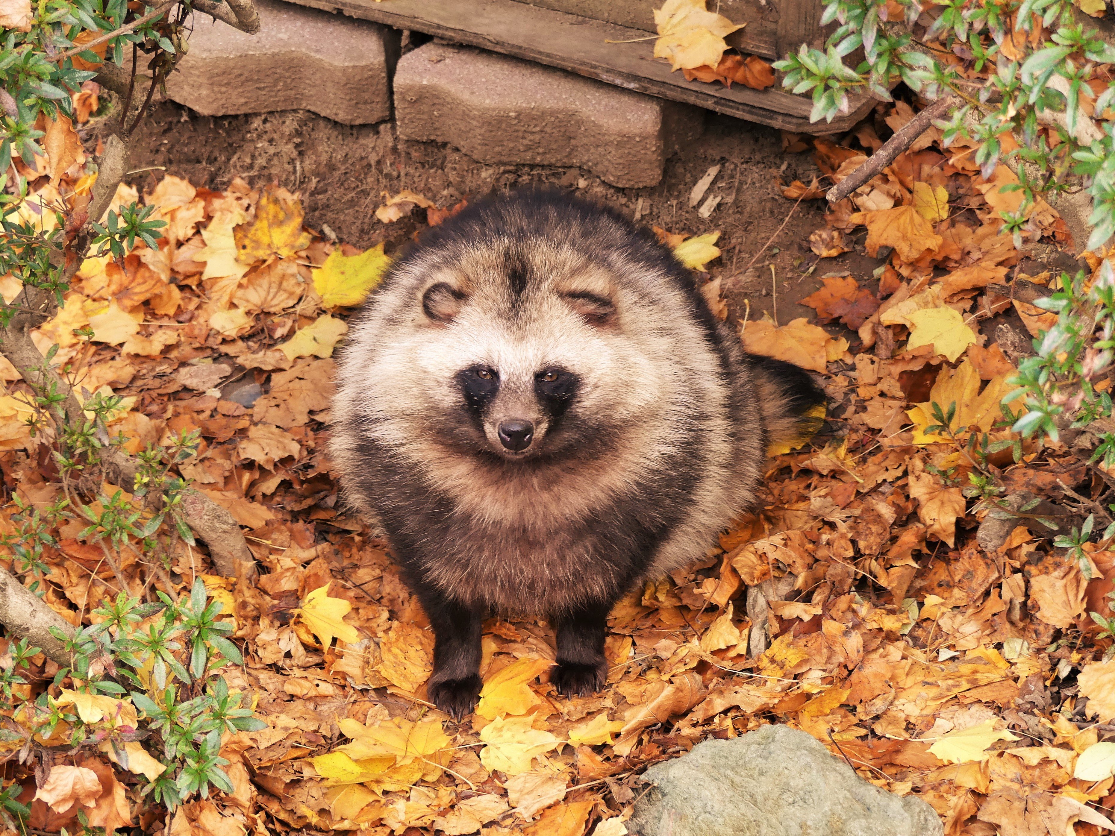 盛岡市動物公園 Zoomo ホンドダヌキ 冬毛でモッフモフです どこまでが頭か少々わかりずらいですね 前から見ても後ろから見ても真ん丸です ちなみに今年の開園も残り3週間を切りました 冬毛でモフモフな動物達にぜひ会いに来てくださいね