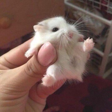 ꒰ หวายมีแมวชื่อแบบี๋ ·˚ ༘ tweet media