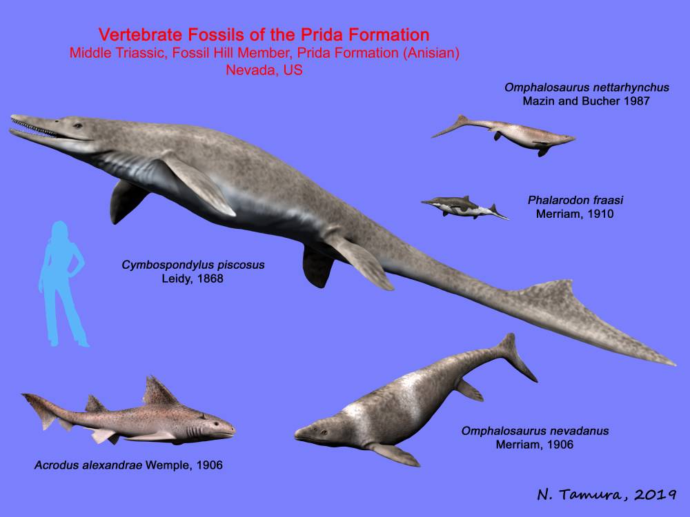 paleofan's tweet photo. The Middle Triassic Prida Formation of Nevada is known for its diverse fauna of ichthyosaurs among other fossils: #Prida Formation https://t.co/wVikzjKMeq #ichthyosaur #paleoart #paleontology #Nevada #fossils #triassic #mesozoic https://t.co/CEiV3eIeZS