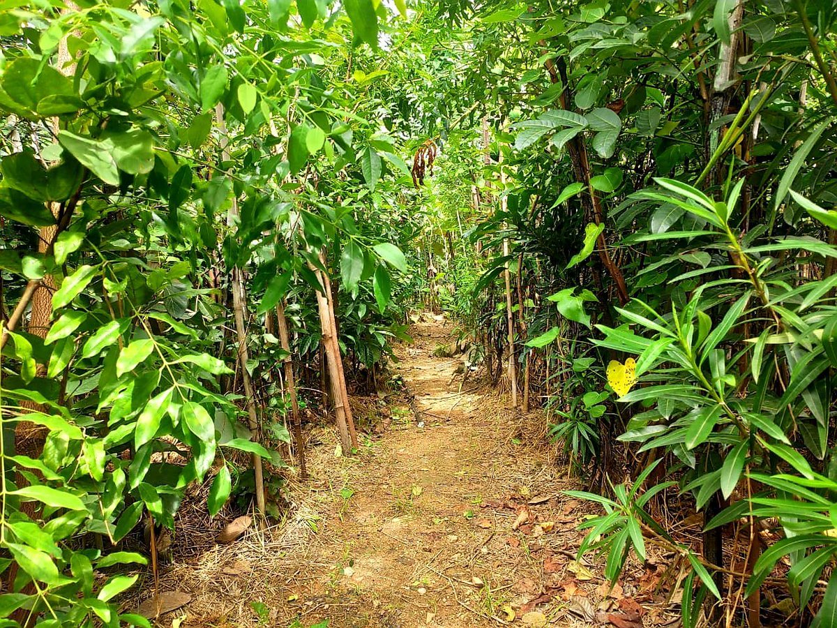saytrees_ind's tweet image. 1 year old forest of 15000 saplings created in Bidadi near Bengaluru. 20000 more saplings will be planted in same location to give us a dense forest of 35000 saplings for the city. Our dream is to have multiple such forests all around the cities.

#UrbanForest #DenseForest #CSR