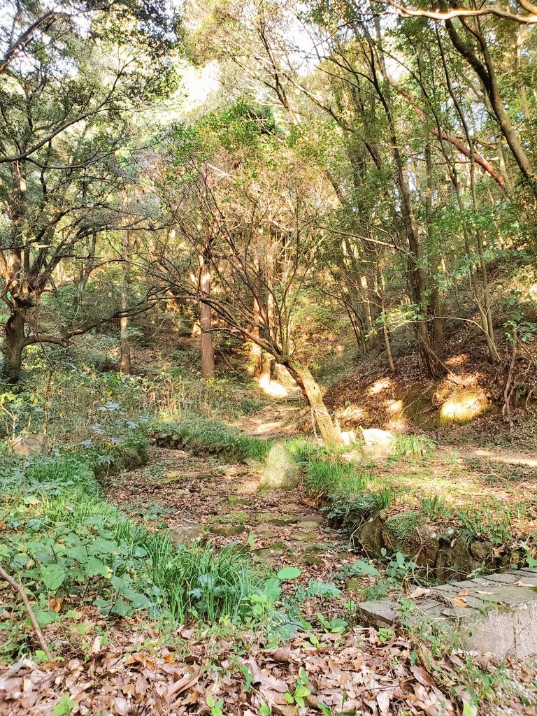 嘴平伊之助がいつ飛び出してくるのかワクワクしながら日曜は山を探索してたよ。 