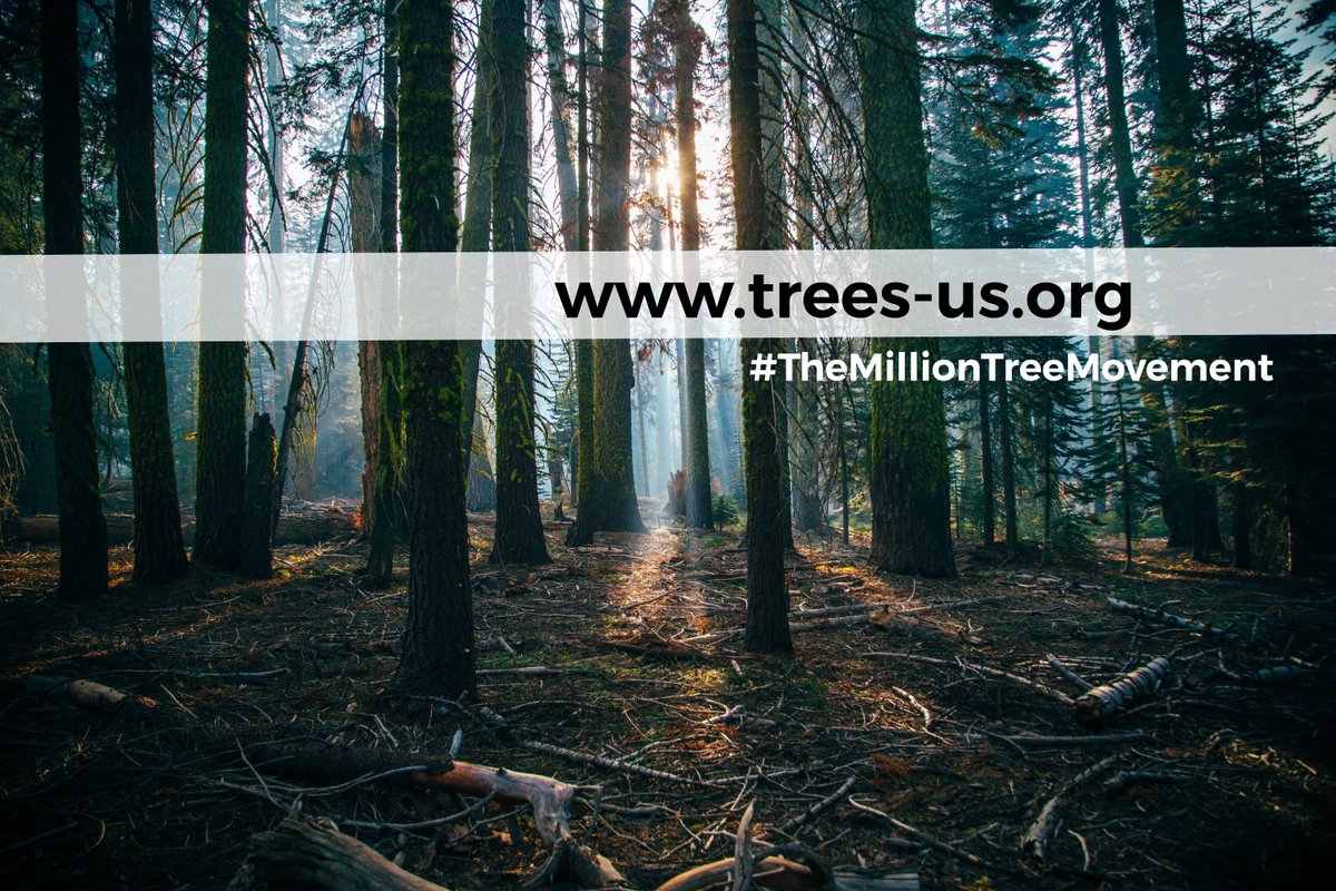 MovementTree's tweet photo. The next US planting of 1.4 million trees includes an assessment of 93 species including sitka spruce and forrest fir with some growing 10 feet per year! 

This offsets the carbon footprint of 25,000 people, so pledge some trees at 50 cents each at https://t.co/LLpCL3ewE1 https://t.co/M0EutP42cc