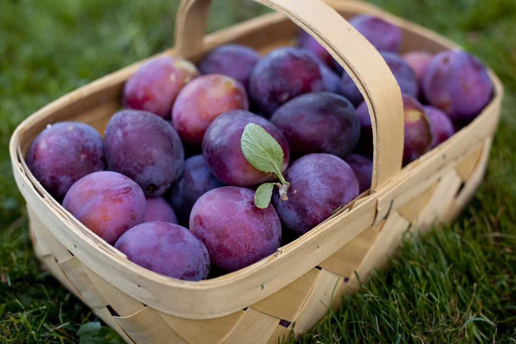 jansanGeorge's tweet photo. Kanthalloor - Land of Fruits..

A best place to visit near Munnar..

#Munnar
#KeralaTourism
#ShowcaseMunnar 
#VisitMunnar 
#RealMunnar
#SMARTMunnarhotels
#honeymoondestination 
#Hillstationholiday #cloudsvalley https://t.co/hvp8JSZAnG