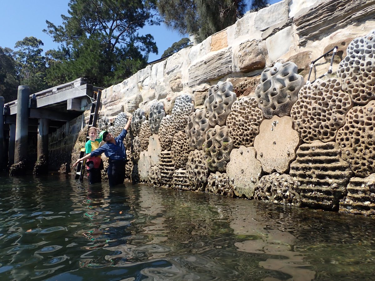 It's been 1 year since these @LivingSeawalls tiles were installed in Sawmillers Reserve! We've seen some amazing #algae #polychaetes #crustaceans #oysters and #gastropods hiding in all the textured tiles!