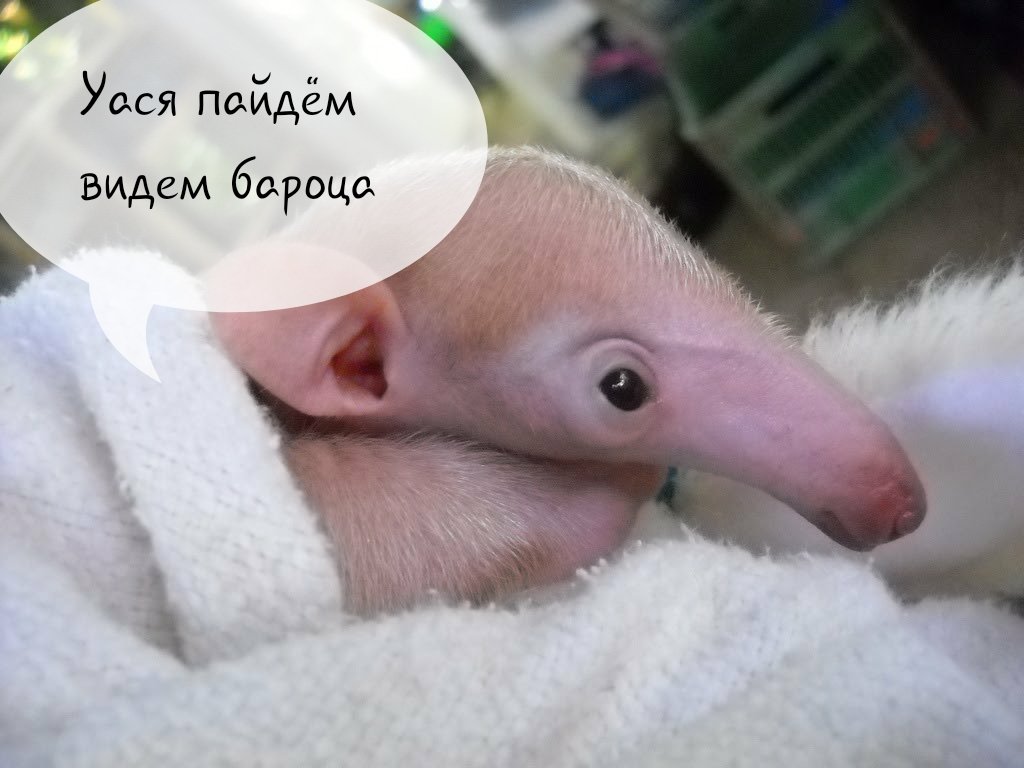 EJEofveXkAEIRaJ?format=jpg&name=medium