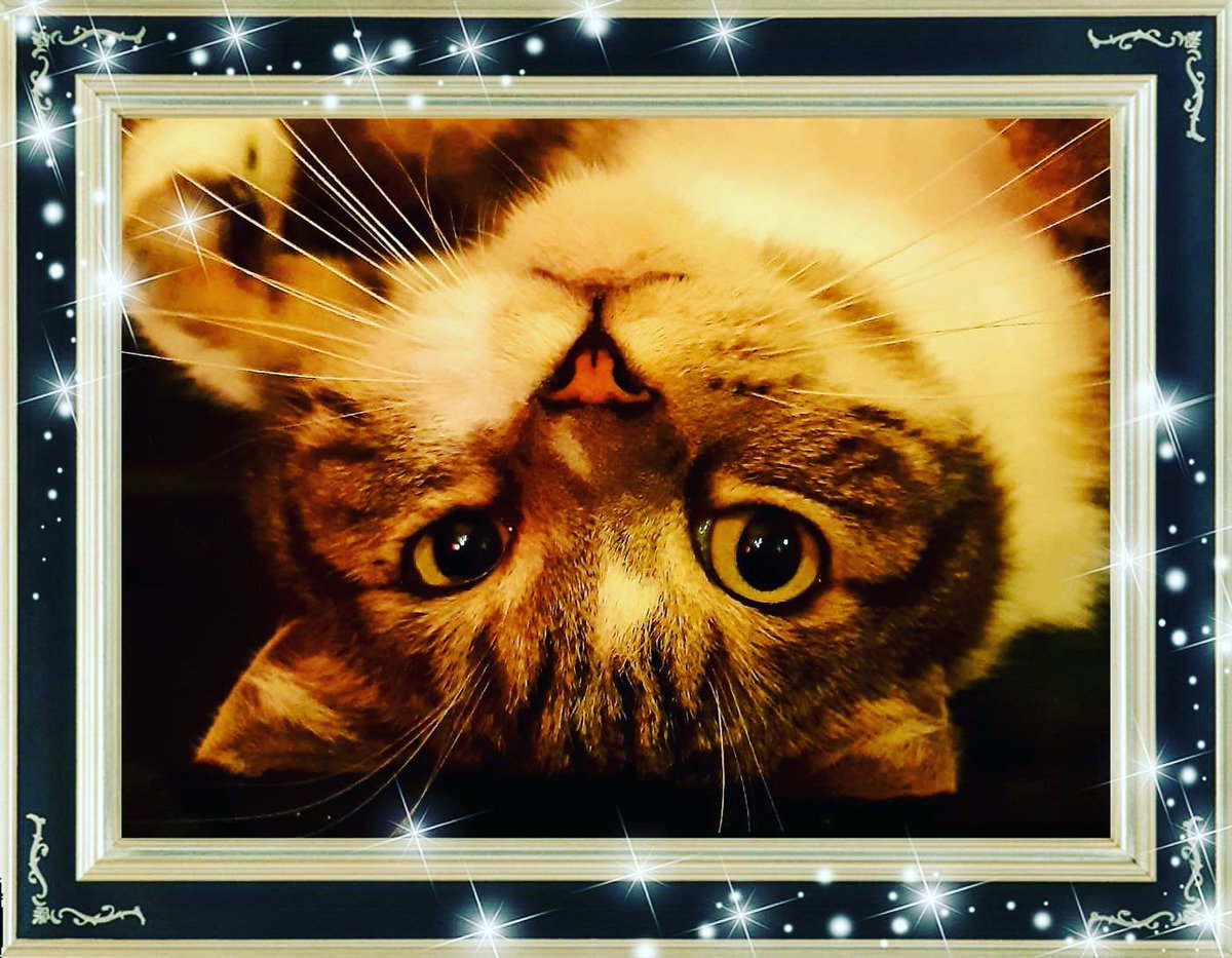 DIY_Bracelets's tweet photo. Meet my best friend #muis #catsagram #catsagramcats #cat #cats #instacat #kitty #kitten #kittens #mylove #meowmeow #lovecats #catlover #meow #lovemeow #topcat #topcatphoto #topcatsclub #mycat #catlovers #friend #cutecats #cutecat #friends #purr #chilling #fotografie #photography https://t.co/cSdtN7MK0t