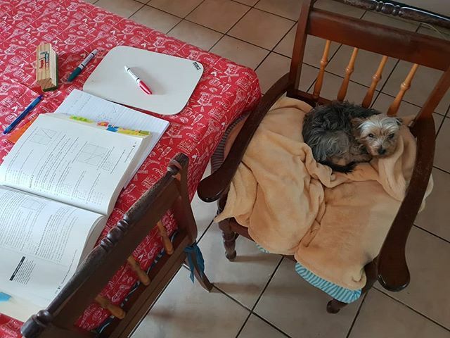 JoshThirion's tweet photo. Skye will be Top Dog in Math...she listened to explanations about Polynomials, equations and slope if a line this morning🤣🤣 #math #topdog #yorkie #studying #mystudypartner #listen #mansbestfriend #homeschool #almostfinished https://t.co/DbWPTTOXqb https://t.co/baoCDZlDzj