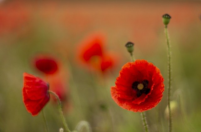 speechdefenders's tweet photo. Remembering those who sacrificed for the freedoms we enjoy today. #ArmisticeDay #LestWeForget https://t.co/72gPv4Yeyy