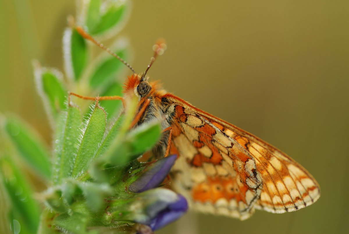 Sunday 24 November Conservation Action Day Lydlinch Common, North Dorset 10am-3.30pm Contact: Colin Burningham Phone: 01935 873219 or 07849 921594. Meet in layby northside A357 near Sherborne Turning dorsetbutterflies.com/events photo. Wren Franklyn