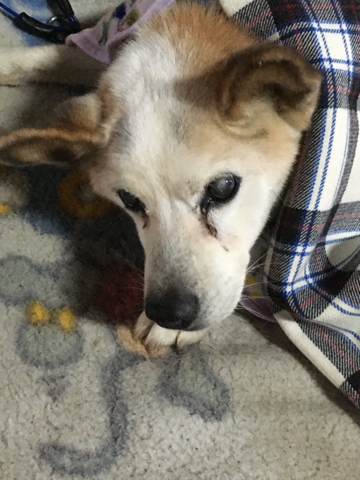あざら 食欲が無くなって元気がないわんこを病院に連れて行ったら 老衰も入ってると診断されました 痴呆症状 はかなり見られるようになったので時が近づいてきている 人間でいうと90 100歳 保護犬で辛い思いもしただろうけど今幸せかな