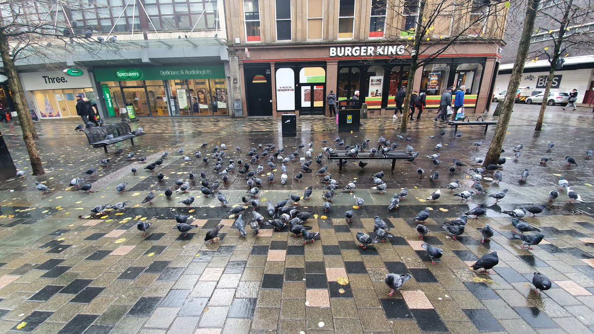 LOOK AT ALL THOSE CHICKENS