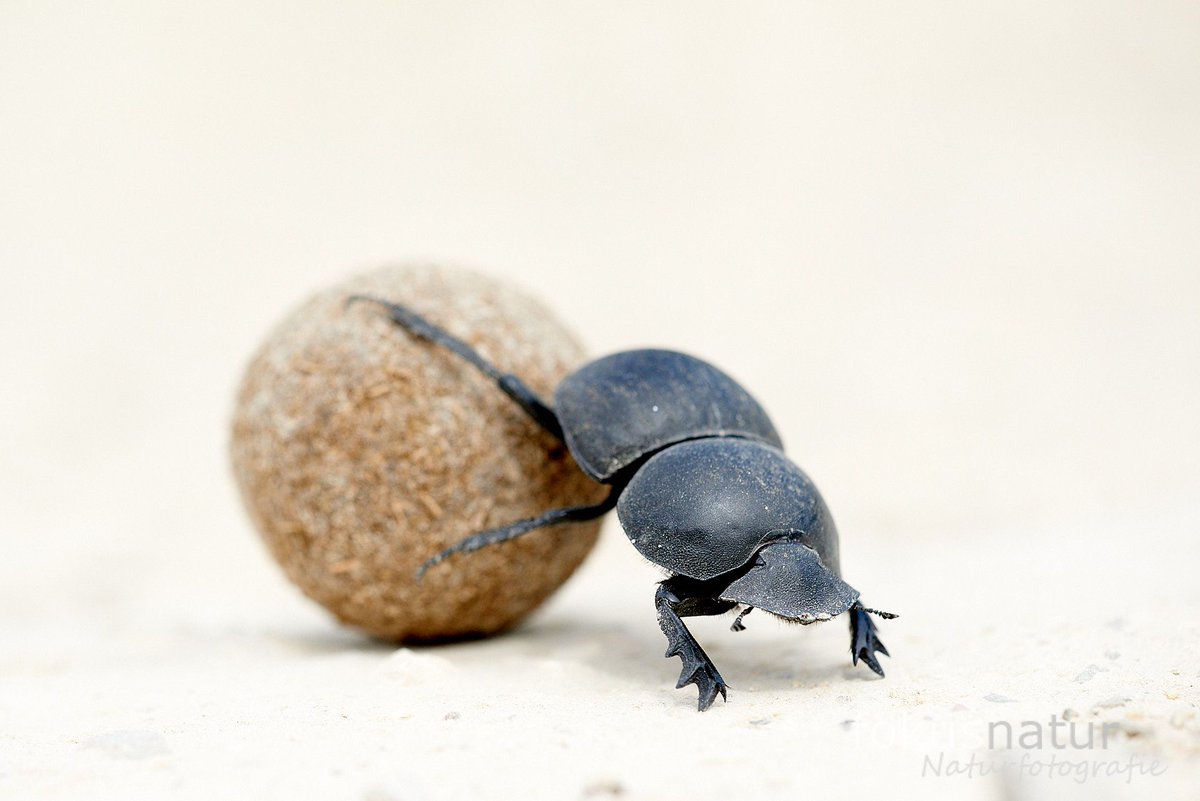 juliuskramer's tweet photo. It's the little things - dung beetle rolling it's pill. 
#beetle #dungbeetle #insects https://t.co/k7gIinq5ma