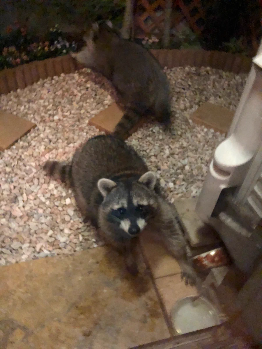 見たことない猫を発見！？そいつアライグマwww