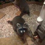 見たことない猫を発見!？そいつアライグマ!
