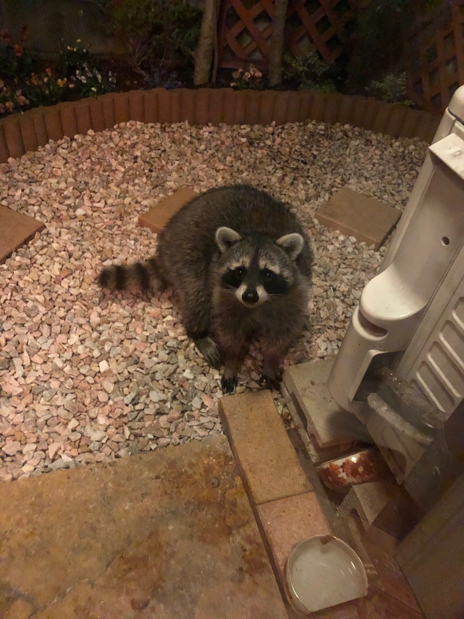 見たことない猫を発見 そいつアライグマ 話題の画像プラス 見たことない猫を発見 そいつアライグマ 話題の画像プラス