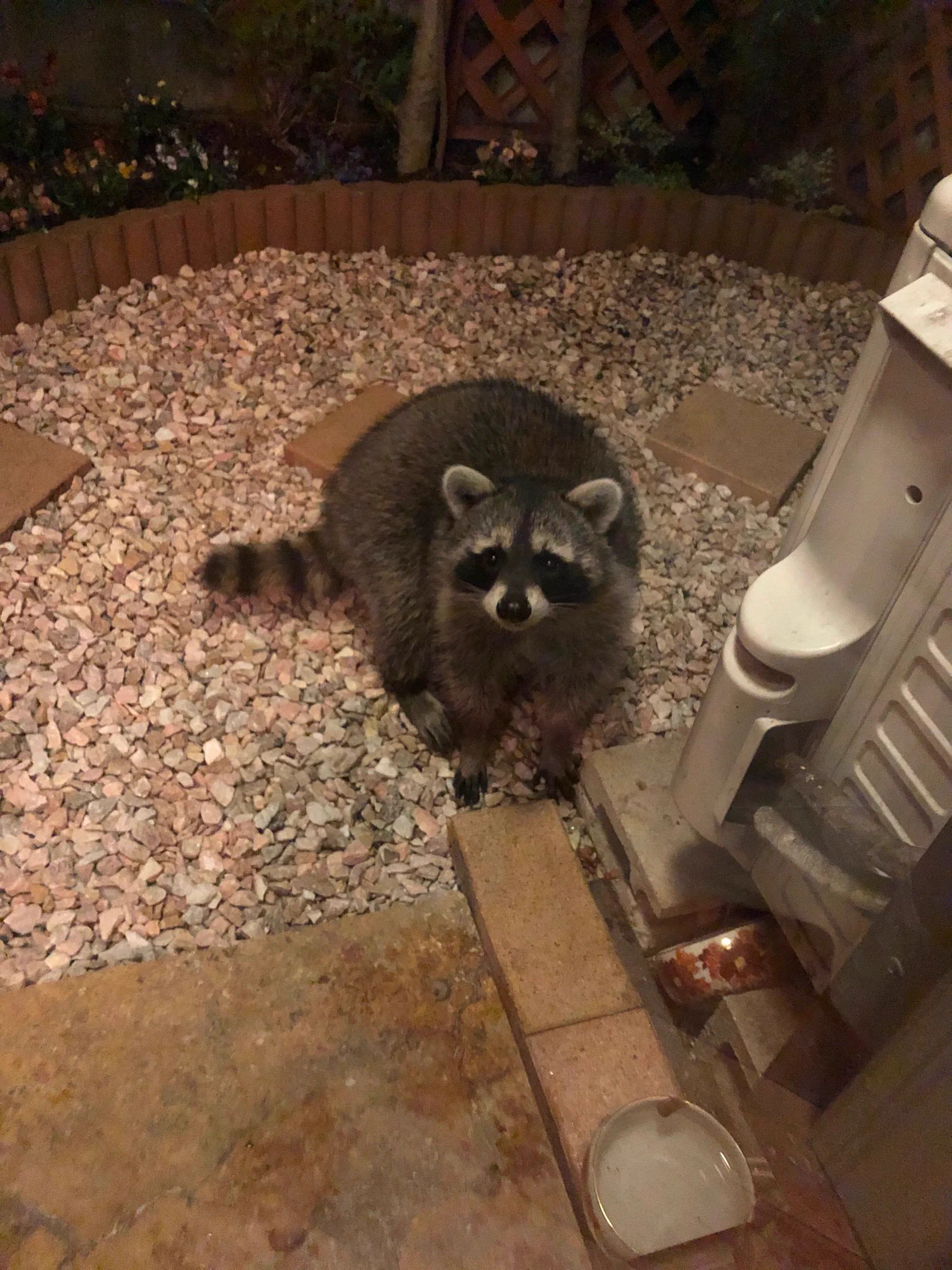見たことない猫を発見！？そいつアライグマwww