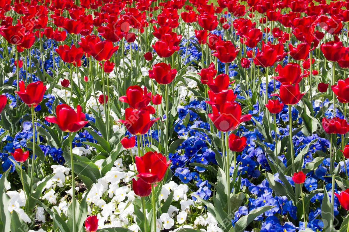 PlantCreations's tweet photo. We salute all our Veterans today. Thank you for your service. #VeteransDay https://t.co/hOyngsnLOH