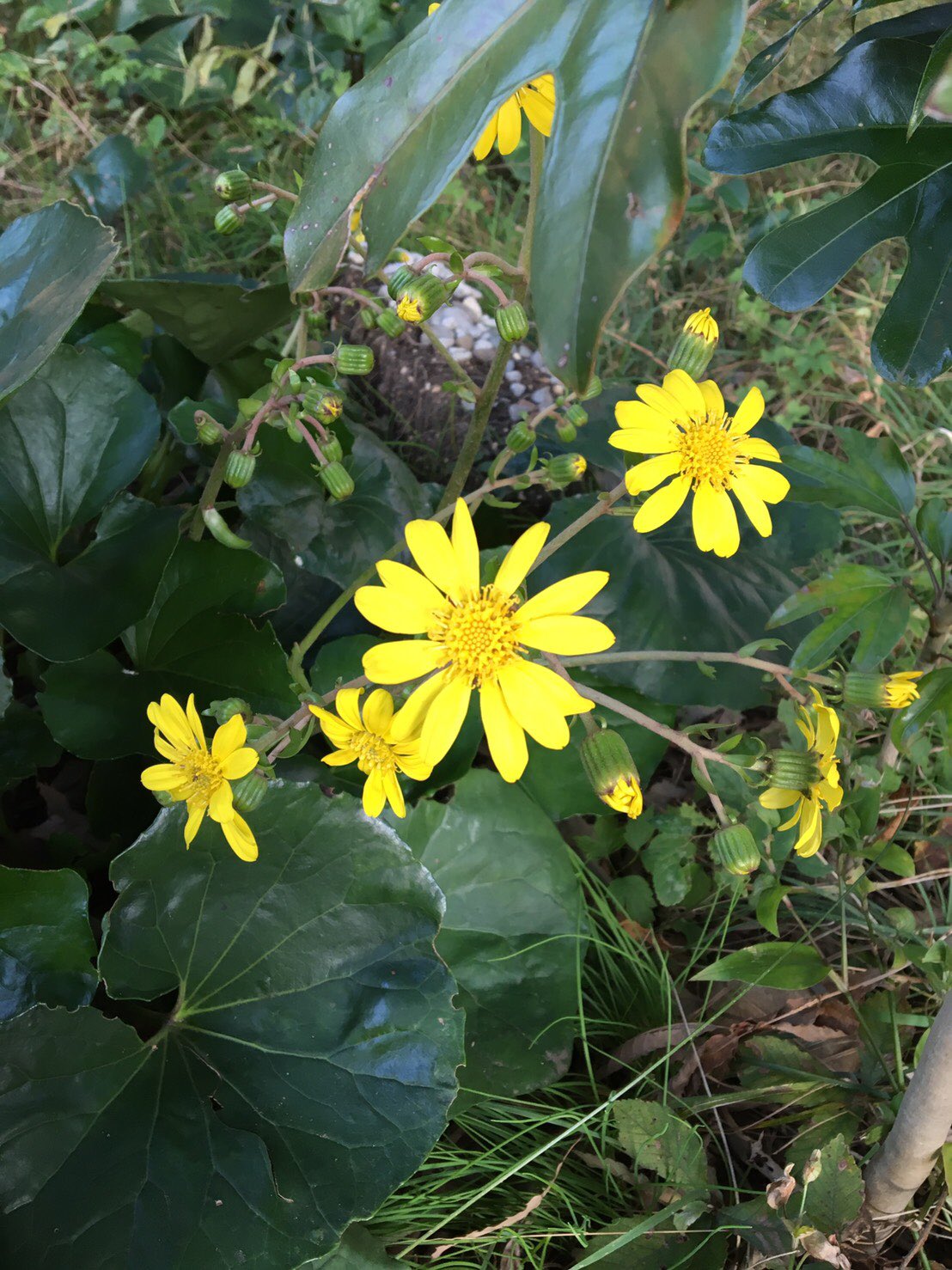 開歌 かいか Auf Twitter ｺﾝﾊﾞﾝﾊｰヾ O ﾉ お花紹介172 石蕗 ﾂﾜﾌﾞｷ 花言葉は謙譲 困難に負けないなど 困難に負けないは 日陰でも緑の葉っぱを茂らせる丈夫ことに由来するらしい 海沿いの草原や崖に咲くみたい 青木眞歩 T Co 17davkgkhb