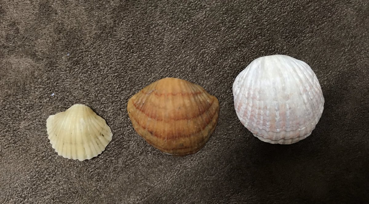 の ぶ しゃん Twitterissa タテスジホオズキガイ 右側の丸いのは違う種類 腕足動物 教えて貝の人