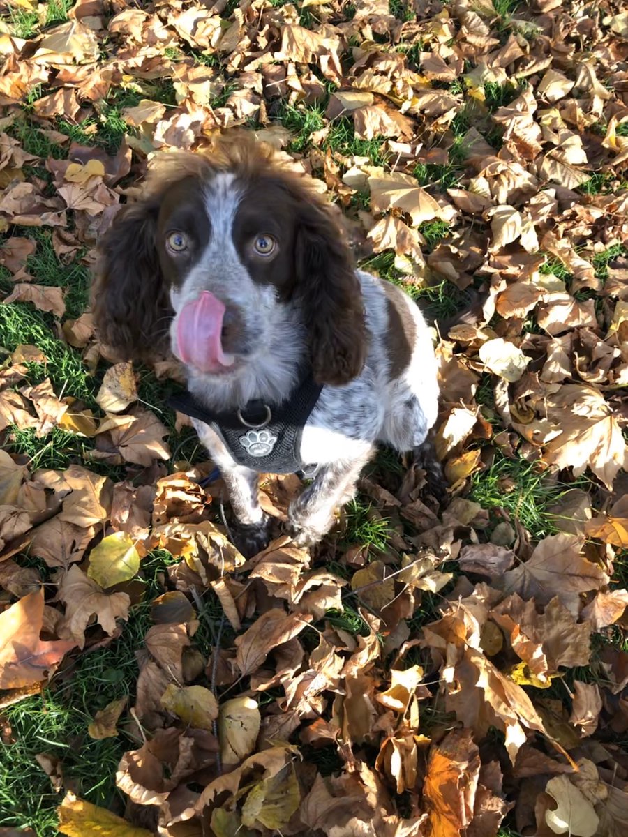 douganbren's tweet image. When you have to ban your dog from the village park as he keeps on seeking out hedgehogs and walking about with them 🤦🏼‍♀️🐶 #ThinksTheyAreHisToys #SpanielProblems #TheLookOfInnocence 💙 #Ben