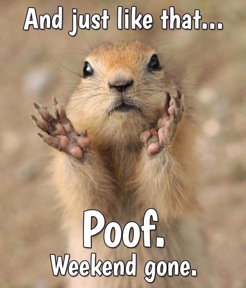 Spoilt_Kitty_'s tweet photo. Morning lovelies, where’d the weekend go?? 🙀🙀🙀

#timeflieswhenhavingfun #isitfridayyet #allplayandnoworkislotsmorefun https://t.co/TiY8JR3QoA