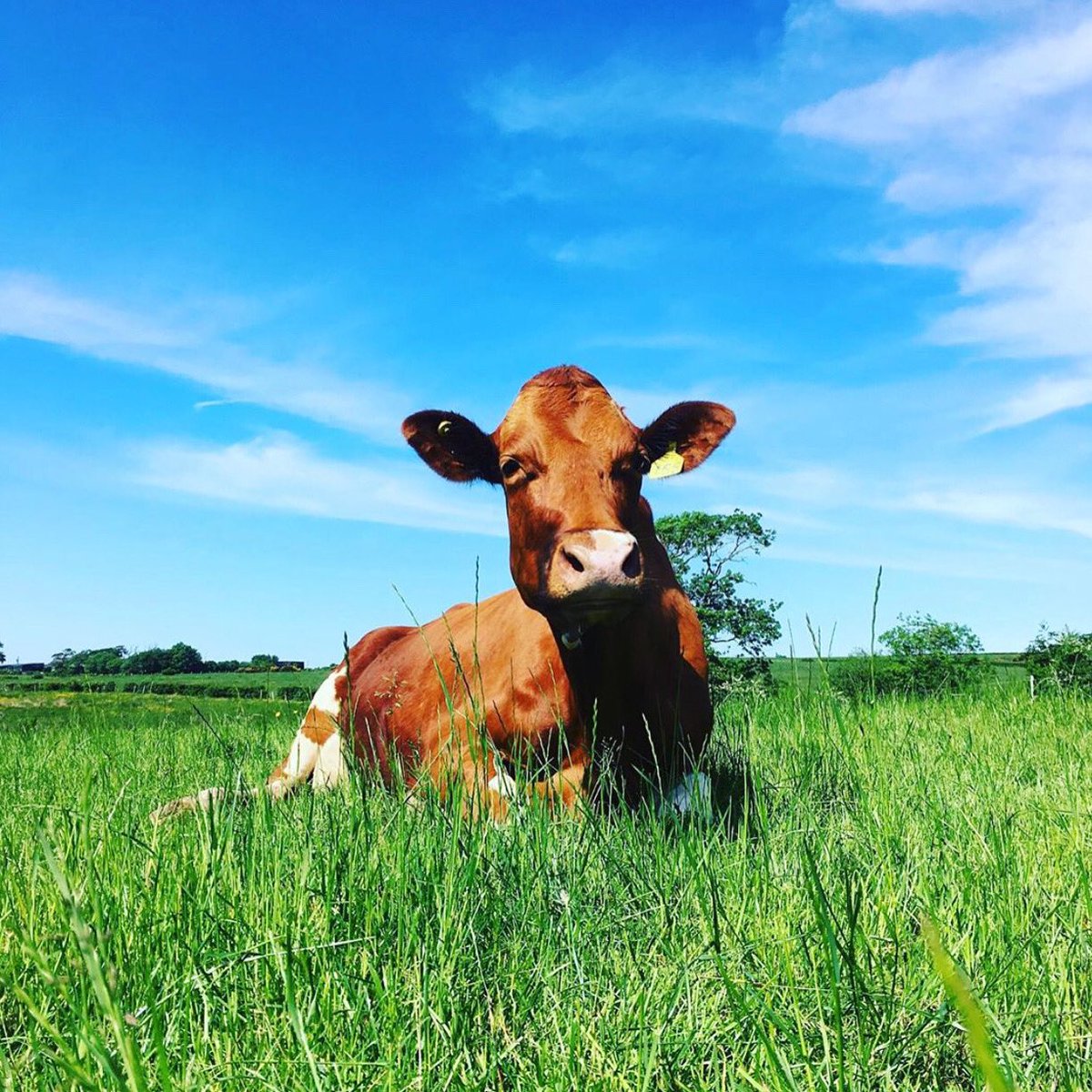 You won’t find any single use plastics over at <a href="/MossgielFarm/">Mossgiel Organic Farm</a>! Their organic milk comes in glass bottles and is so fresh and tasty that you feel like you’re sat in the field with this lovely lady here 🐄❤️
#connectlocalscotland #organic #milk #fresh #dairycow #chillin