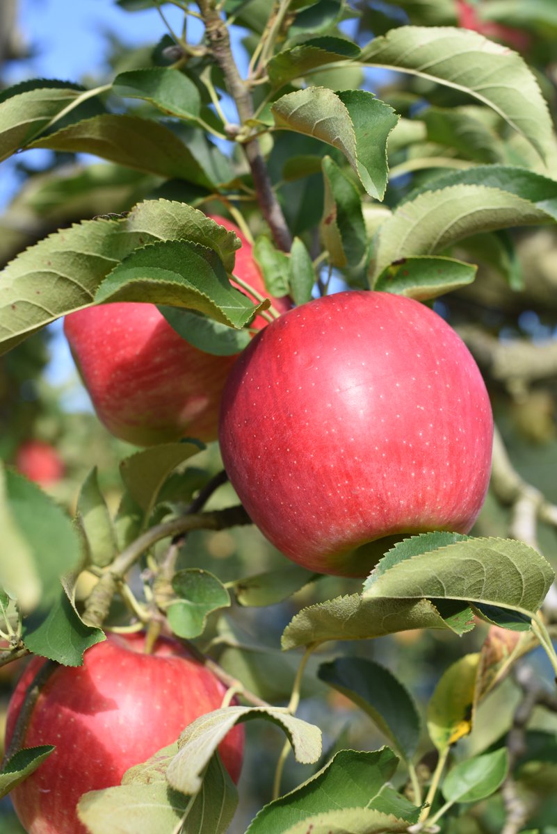 日立市 公式 中里産りんご 無料配布会 実施 日立駅前で 中里産りんごの無料配布会を実施します 蜜入りで甘味が強く 果汁たっぷりのフジを始めとしたりんごを500個限定で配布 日立市 を代表するりんごをご堪能ください 期間 11月13