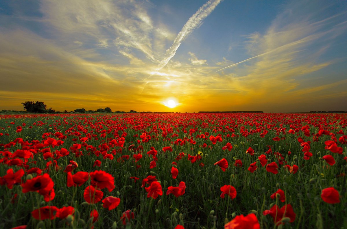 BSparkCreative's tweet photo. At the eleventh hour on the eleventh day of the eleventh month, we will remember them. #ArmisticeDay #LestWeForget https://t.co/2leLxcuKGY