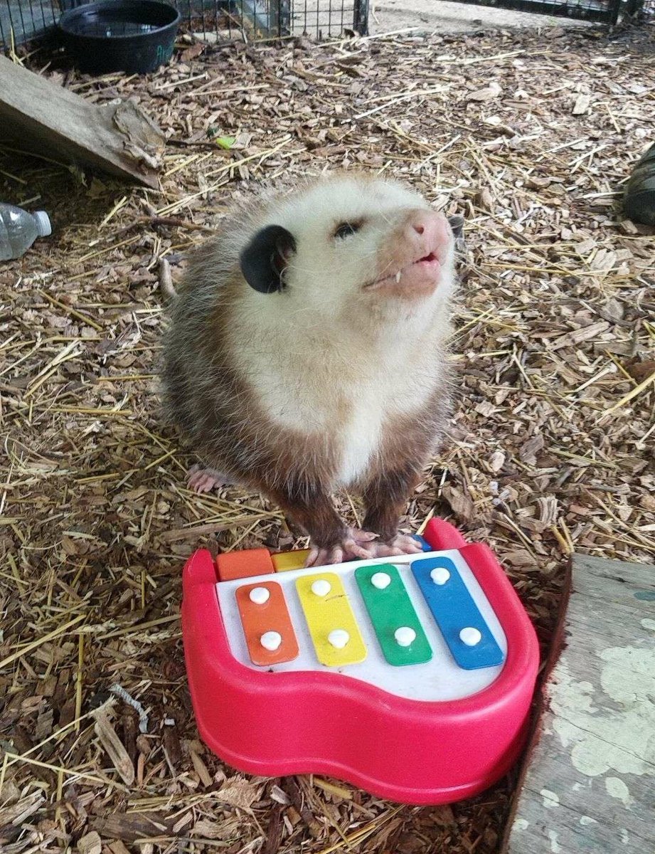 Possumeveryhour.io (@possumeveryhour) on Twitter photo 