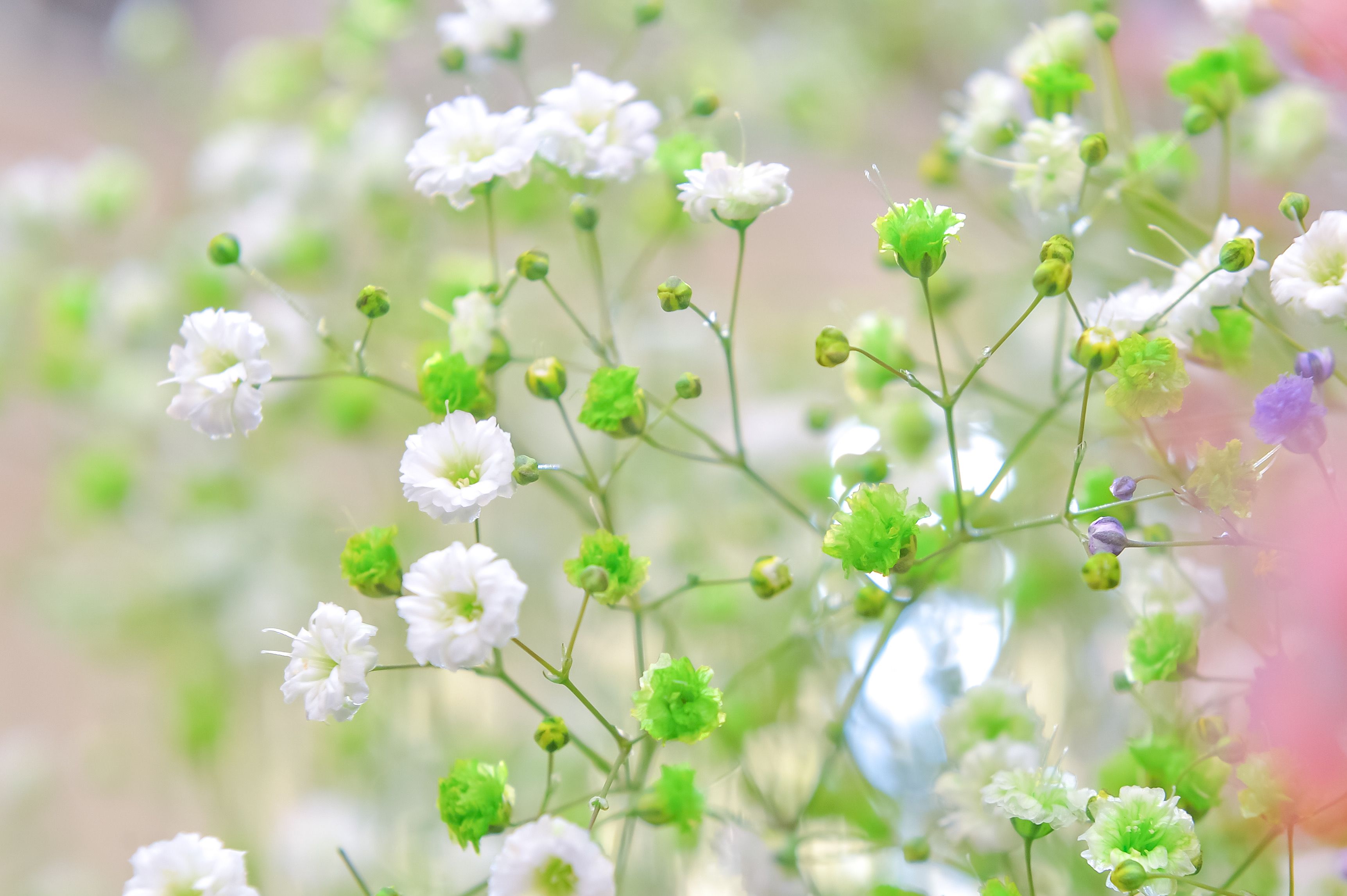 Twitter 上的 いわい生花 ロマンチックかすみ草は 季節によって産地や種類が変わります 一輪一輪眺めては その時々の個性を楽しんでいます カスミソウ かすみ草 ロマンチックかすみ草 いわい生花 T Co Mwgakhsiig Twitter