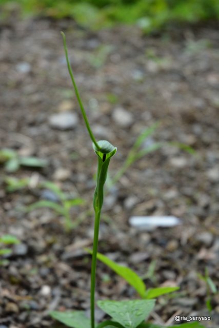 Kaedeの山野草アルバム בטוויטר カラスビシャク 長野県実家周辺 17 8 15 いつも思うのだけれど どの部分にピントを合わせて撮ったら うまく撮れるのでしょう 生えている場所は限定的 珍しい植物というイメージ でも 畑に生えてくると除草が厄介な雑草と化す