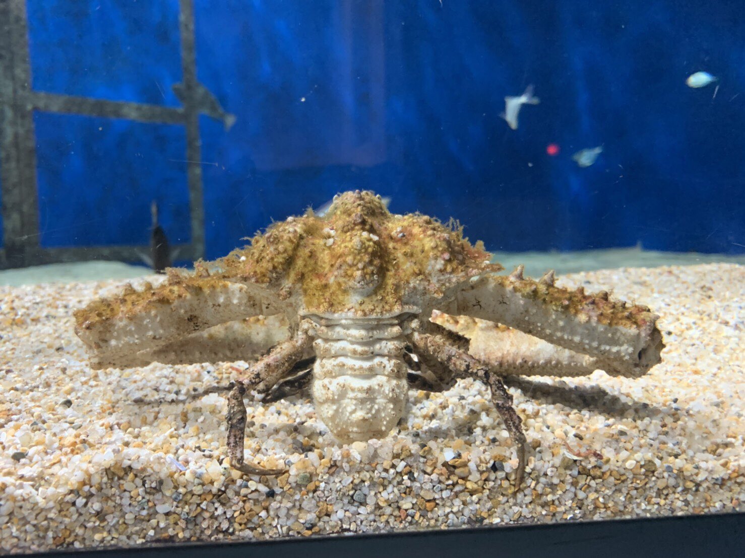 マリンワールド海の中道 公式 ヒシガニ が お腹の部分 カニのふんどしとも呼ばれる部分 を開いてコショコショお掃除中でした 入念に掃除する様子にスタッフ爆笑 笑 左 全開 右 ふだんの後姿 カニの動きは地味に面白いですよ マリン
