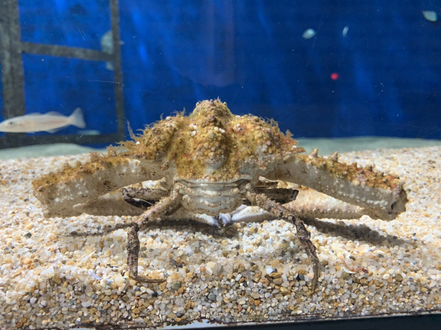 マリンワールド海の中道 公式 ヒシガニ が お腹の部分 カニのふんどしとも呼ばれる部分 を開いてコショコショお掃除中でした 入念に掃除する様子にスタッフ爆笑 笑 左 全開 右 ふだんの後姿 カニの動きは地味に面白いですよ マリン