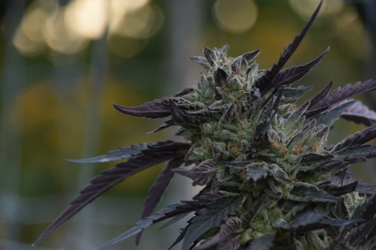 herbanology's tweet photo. Cuvee Cookies : Sun Groiwn Cannabis 2019 #Herbanology #OrganicallyGrown #ProperlyCured #BadAssCuts #SupportSmallFarmers #BoutiqueCannabis #OrganicallyGrown #ProperlyCured https://t.co/vbGJKZO05w