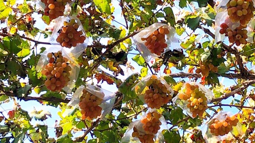 caocaocao14's tweet photo. ぶどうも狩っていました🍇

#photograghy 
#キリトリセカイ
#写真で奏でる私の世界 
#写真好きな人と繋がりたい https://t.co/RQh3ZLL6JW