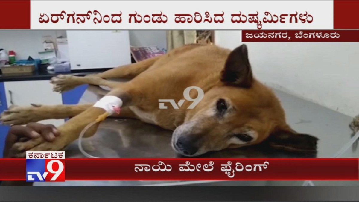 tv9kannada's tweet photo. Stray Dog Grievous Injured After Shot 3 Times With Air Gun By Miscreants In Jayanagar, Bengaluru
Video Link ► https://t.co/GlD5cUyTRF
#StrayDog #DogShot #MiscreantsShootDog #DogHit #AirGun #PelletGun #Jayanagar #Bengaluru #Tv9Kannada #KannadaNews https://t.co/DEoCZO2LVD