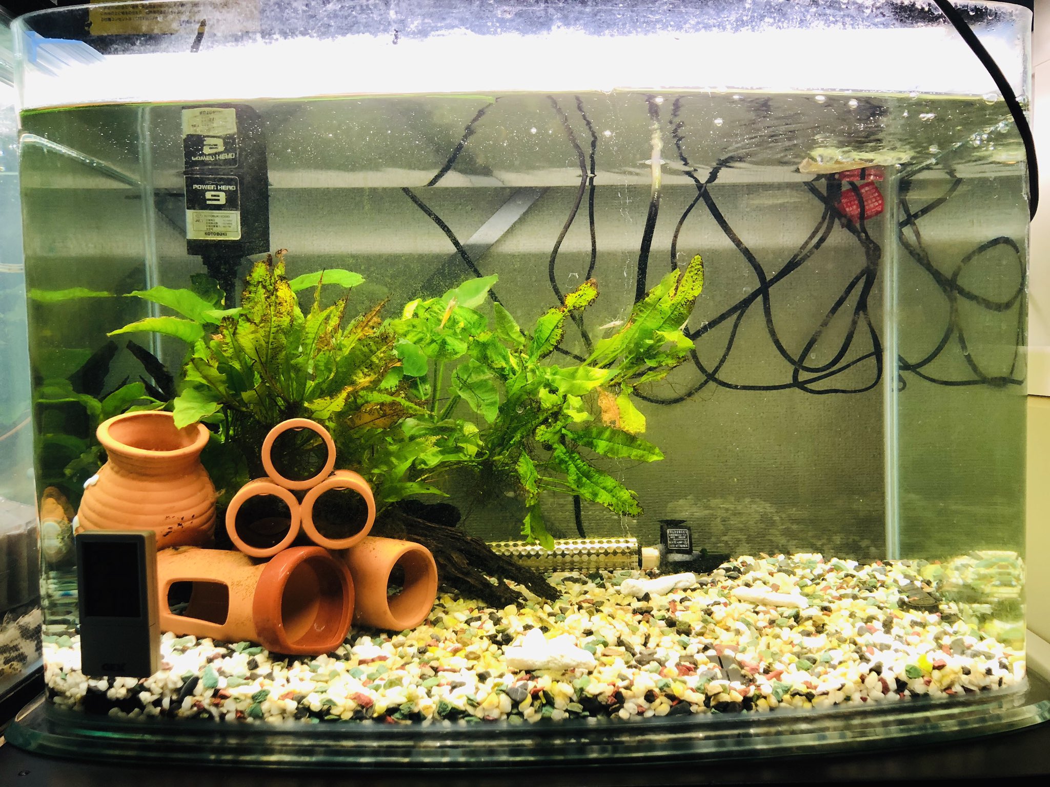 ゐわもと Rn もんちゃん 60cm水槽で底面フィルターと上部フィルター直結してるんだけど 底魚に餌やる時にこの仕組みは不向きなんじゃないかと思い始めた 教えてエロい人 ちなみに土管の奥にクラウンローチがいる アクアリウム クラウンローチ