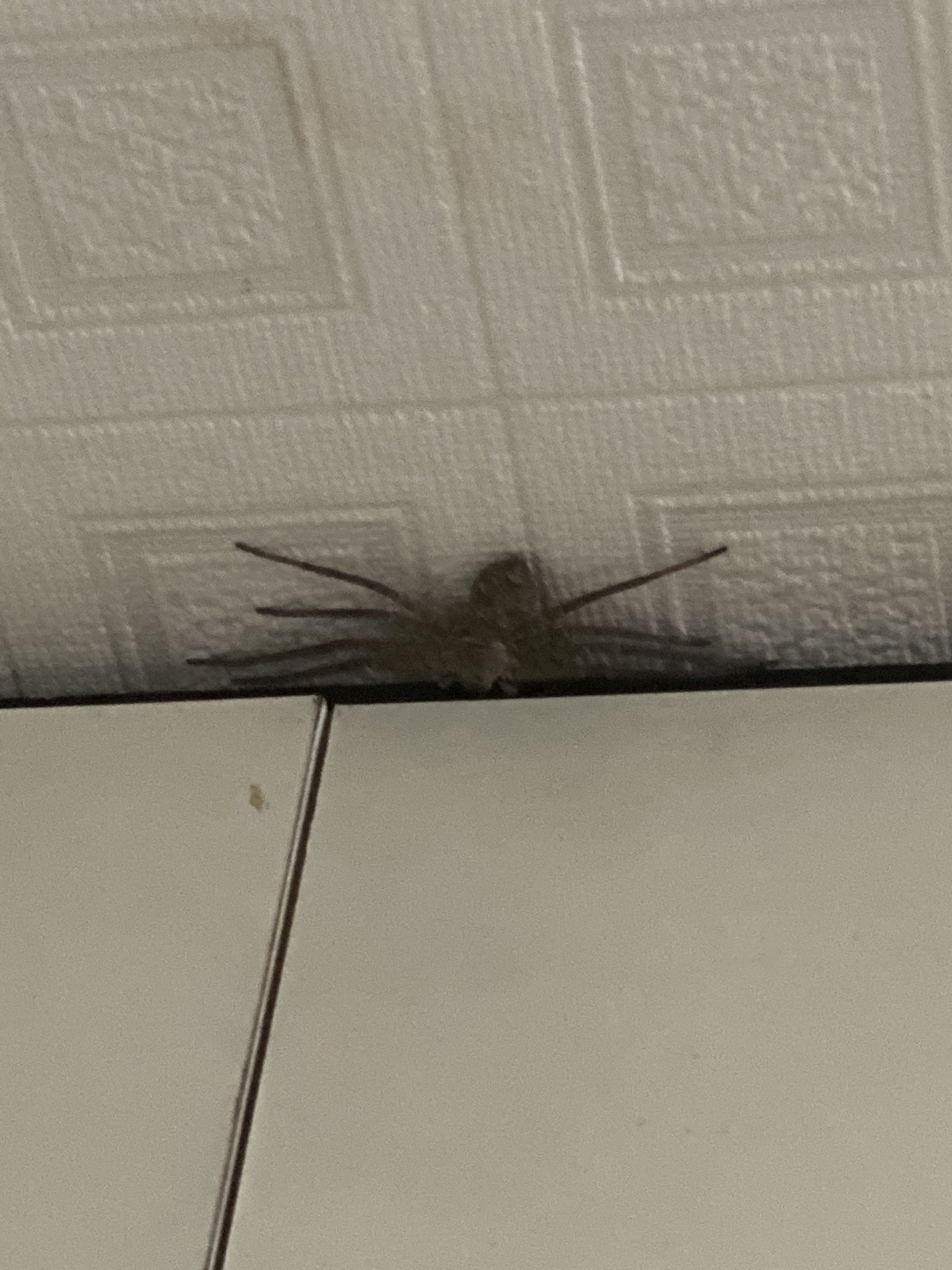 家の中にでかい蜘蛛が出た 退治する前に読んでください 家族で納得