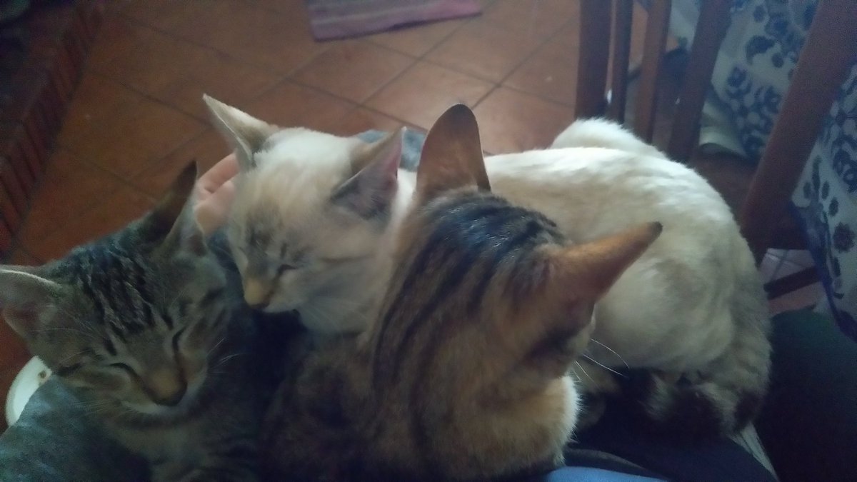 thegoldlight's tweet photo. No ma sentitevi liberi di fare come vi pare, a vostra completa disposizione https://t.co/rnJBGKdhyO