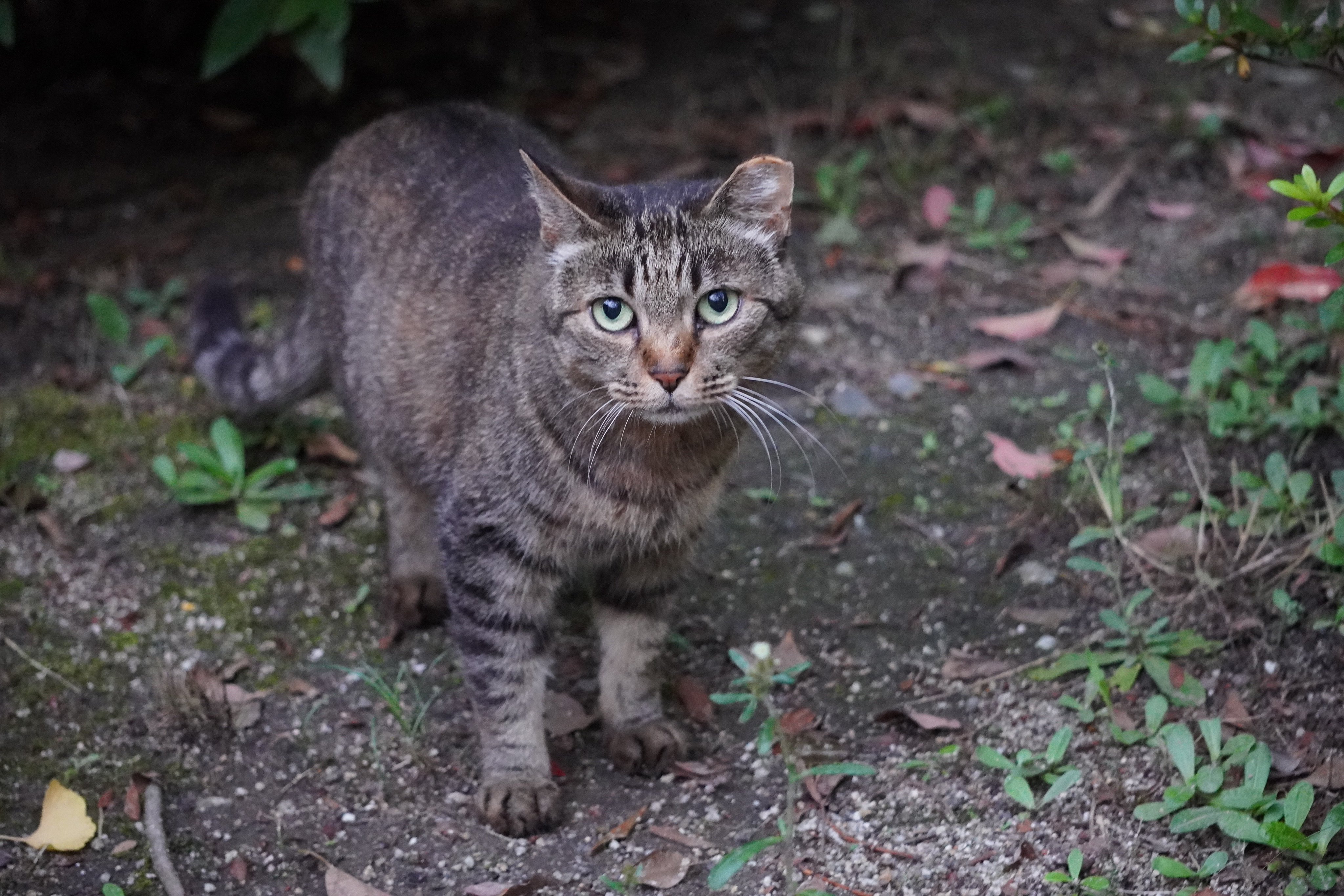 京大ねこサークルcat Ch はち ハチワレ猫 のはち 左右の黒い被毛を割るように額から鼻筋にかけて延びた白いラインがトレードマーク とても気弱な猫で 餌の時もほかの猫が食べ終わるまで隅でひっそりしています そんなはちにもし気に入られて近づいて