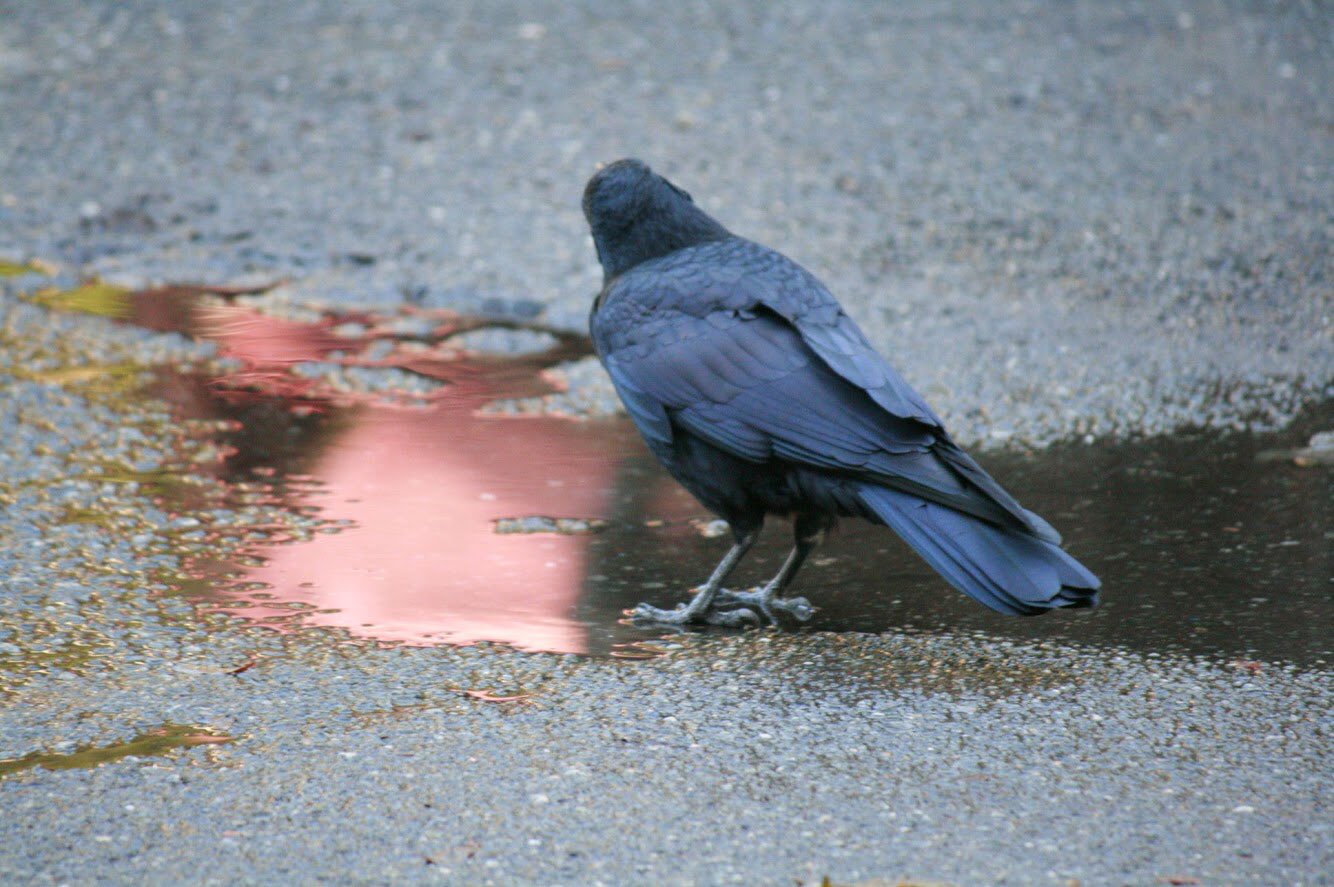 カラカラカラス Twitterissa 雨上がりの朝 山道で見かけたカラスさん お水を飲んでいる様です 首をかしげながら 水面をツンツンした後 空をじっと眺めていました 水溜りに映る空の赤 うっすら反射する木々の緑 嘴から広がる波紋 瑠璃色に見える翼 なんだか素敵な カラカラカラス Twitterissa 雨上がりの朝 山道で見かけたカラスさん お水を飲んでいる様です 首をかしげながら 水面をツンツンした後 空をじっと眺めていました 水溜りに映る空の赤 うっすら反射する木々の緑 嘴から広がる波紋 瑠璃色に見える翼 なんだか素敵な