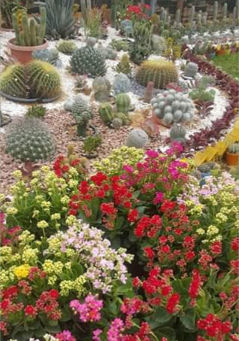 Lotusegypt1's tweet photo. #صباح_الخير  للي بيحبوا الورد بأنواعه 🌹🌷🌵🌳🌴🌲🌸🌻🌼🌺
معرض زهور الخريف السنوى في المتحف الزراعي ومستمر لمده شهر ونص 
من الساعه 9ص_10م 
التذكرة 3 جنيه 
ولو رايح بالمترو انزل في محطه الدقي وحتمشي ليه حوالي 7دقايق كده تقريبا https://t.co/a8gcnHYhcG