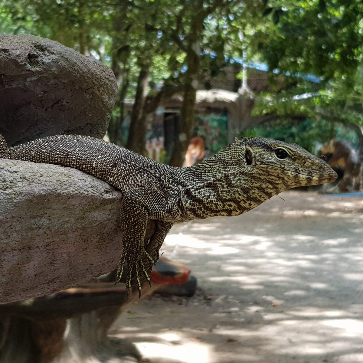 PhnomTamao's tweet photo. 'Alright mate? Welcome to the tigers!'
This handsome fella has made his home near the tiger enclosures!
#PhnomPenh #Cambodia #IAmNotAPet #IAmNotMedicine #BengalMonitorLizard #Reptile #WildlifeRescueCentre #SayNoToBushMeat https://t.co/EE7yKhwQ0R