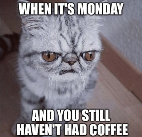 TherapyRise's tweet photo. Who's had their morning coffee?

#monday #coffee #morning #cats_of_instagram #morningperson https://t.co/fKbUhZnIpC