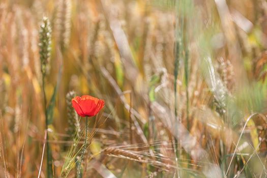 HelenHollick's tweet photo. For you. For us. For this. Remember. #KimReemanTour #ArmisticeDay 11 a.m 11th November - Two links, two posts
#KimsBlog: https://t.co/0c9VXalslS
#HelensBlog: https://t.co/EUyL07qDsD https://t.co/ZUBTSMTxCe