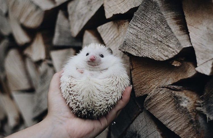 daily__hedgehog's tweet image. Monday 11th November, 2019