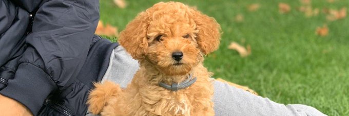 Ver imagen en Twitter