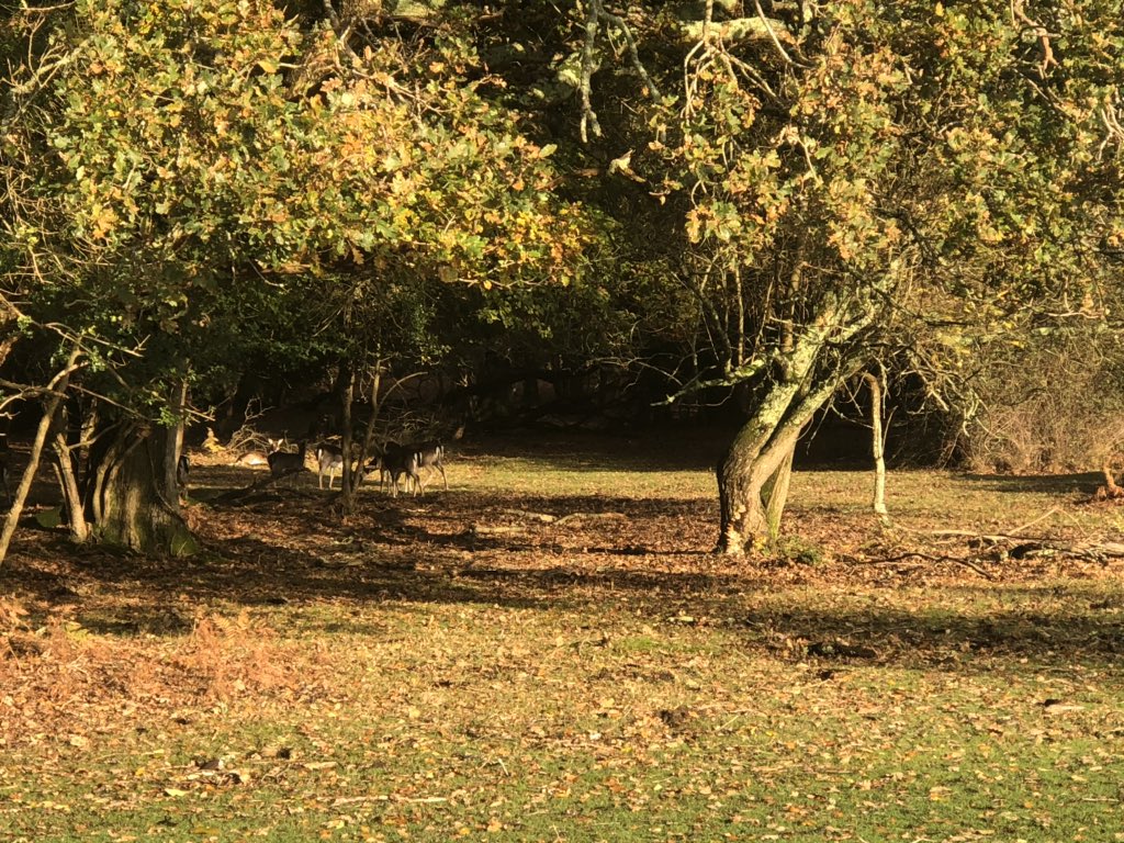 BramshawGreens's tweet photo. More of the abundance of wildlife on the Forest Course this morning, several deer all around the 17th tee! Always a pleasure to see wild animals in their natural habitat! #NewForest #Deer #ForestCourse https://t.co/qLYaoOggRj