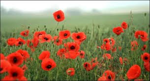 At 11am today, we will be silent for 2 minutes to remember those who gave their all so we could have a future. if you do call, leave us a message. #wewillrememberthem